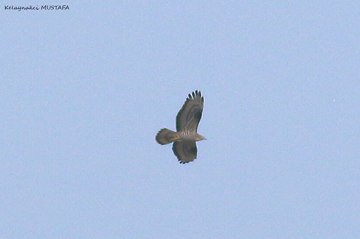 Oriental Honey-buzzard — Ana fotoğraf